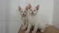 Gatinhos lindos