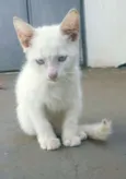 Gatinhos lindos