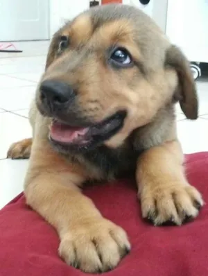 Cachorro raça SRD idade 2 a 6 meses nome sem nome