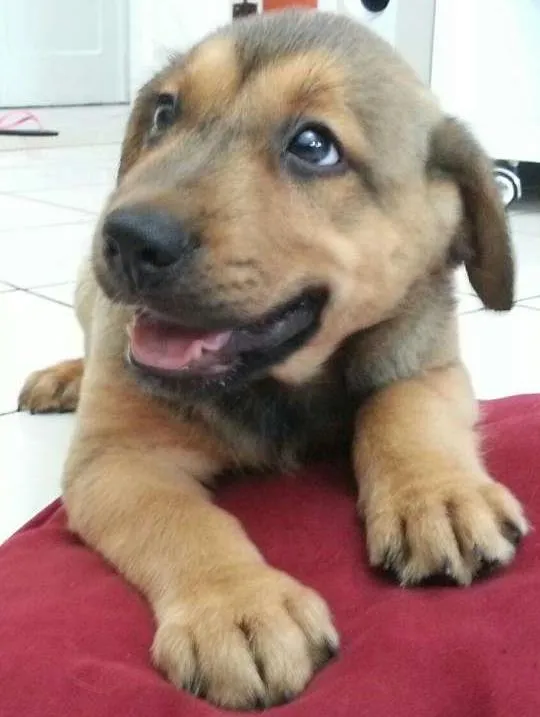 Cachorro ra a SRD idade 2 a 6 meses nome sem nome