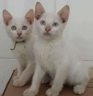 Gato raça SRD idade 2 a 6 meses nome Gatinhos lindos