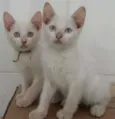 Gatinhos lindos