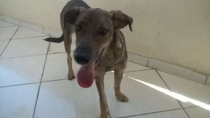 Cachorro raça SRD idade 2 a 6 meses nome bella