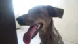 bella