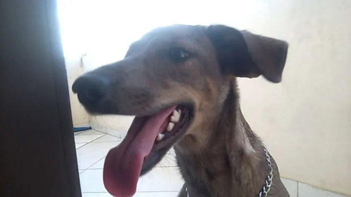 Cachorro raça SRD idade 2 a 6 meses nome bella