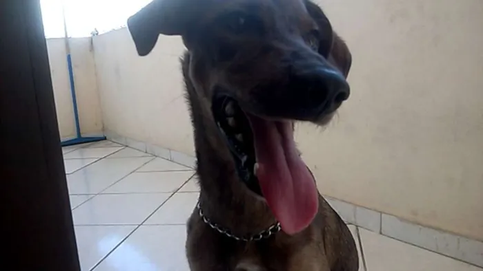 Cachorro raça SRD idade 2 a 6 meses nome bella