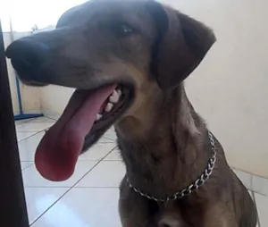 Cachorro raça SRD idade 2 a 6 meses nome bella