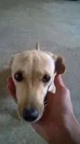 princesa