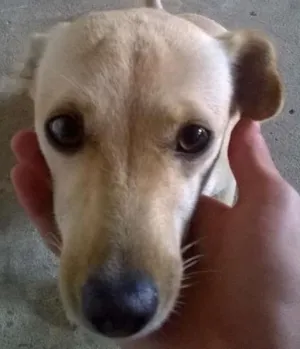 Cachorro raça vira-lata idade 1 ano nome princesa