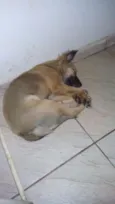Belinha