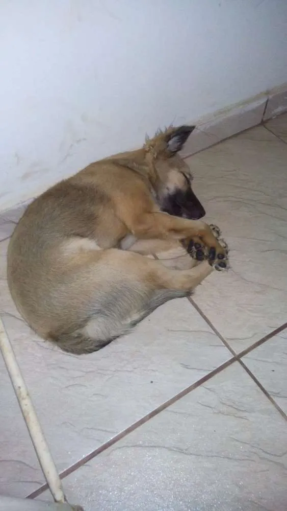 Cachorro ra a Vira lata idade 7 a 11 meses nome Belinha
