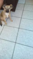 Belinha