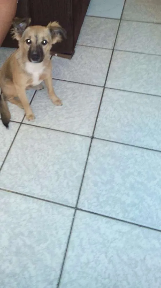 Cachorro ra a Vira lata idade 7 a 11 meses nome Belinha