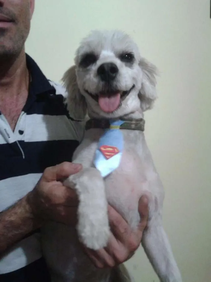 Cachorro ra a Mistas  idade 4 anos nome ZEUS