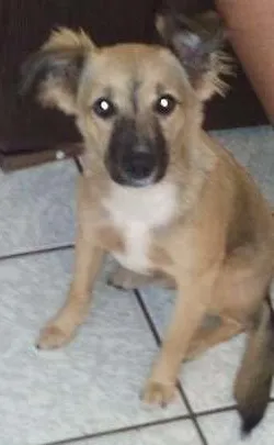 Cachorro ra a Vira lata idade 7 a 11 meses nome Belinha