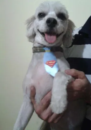 Cachorro raça Mistas  idade 4 anos nome ZEUS