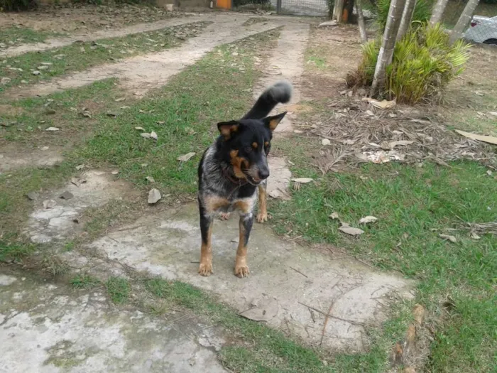 Cachorro raça blue hiller x srd idade 2 anos nome Leona