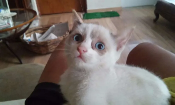 Gato ra a SRD idade Abaixo de 2 meses nome Ana - 3 patas