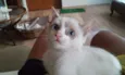 Ana - 3 patas