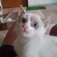 Ana - 3 patas