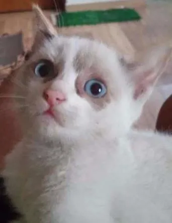 Gato ra a SRD idade Abaixo de 2 meses nome Ana - 3 patas