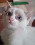 Ana - 3 patas
