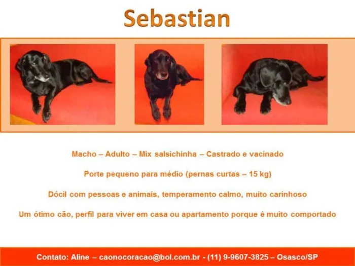 Cachorro ra a SRD/mix salsicha idade 3 anos nome Sebastian