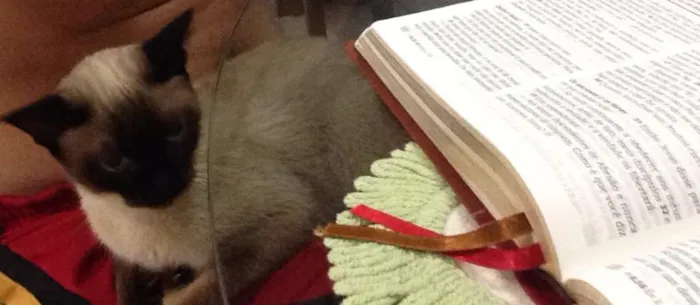 Gato ra a Siamês idade 1 ano nome lola