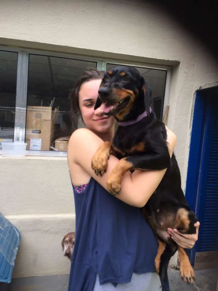 Cachorro ra a SRD idade 7 a 11 meses nome Dora