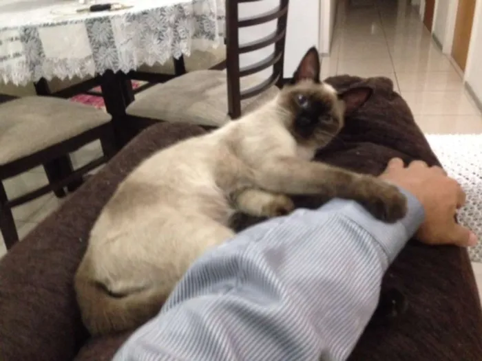 Gato ra a Siamês idade 1 ano nome lola
