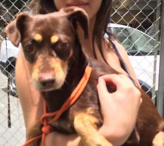 Cachorro ra a SRD idade 2 anos nome Cacau