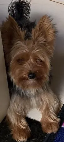 Cachorro raça Yorkshire idade 3 anos nome Shiva