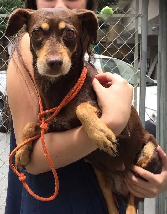 Cachorro ra a SRD idade 2 anos nome Cacau