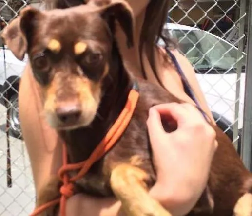 Cachorro ra a SRD idade 2 anos nome Cacau