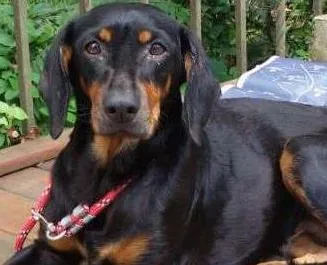 Cachorro ra a SRD idade 7 a 11 meses nome Dora
