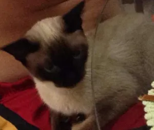 Gato raça Siamês idade 1 ano nome lola