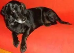 Cachorro ra a SRD/mix salsicha idade 3 anos nome Sebastian