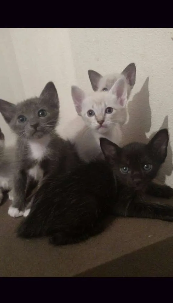 Gato ra a Mistura entre siames e Raça Indefinida  idade Abaixo de 2 meses nome Filhotes 