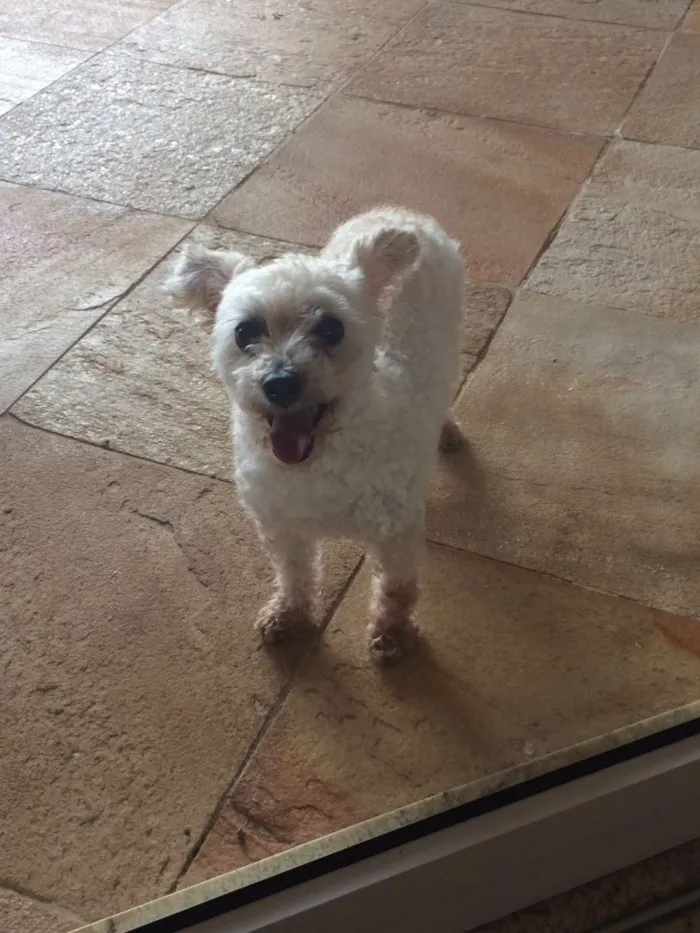 Cachorro ra a Poodle  idade 7 a 11 meses nome Meg