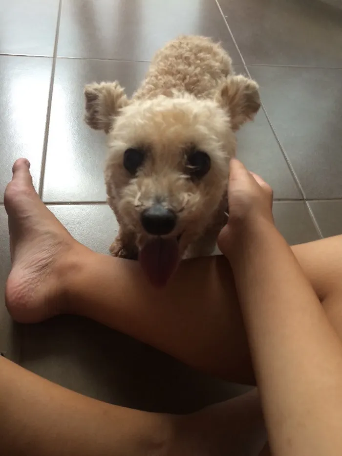 Cachorro ra a Poodle  idade 7 a 11 meses nome Meg
