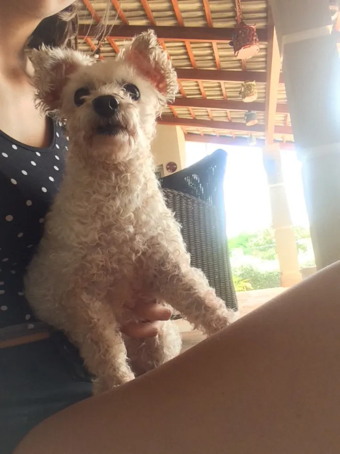 Cachorro ra a Poodle  idade 7 a 11 meses nome Meg