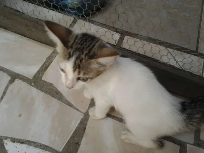 Gato ra a Domestico idade 2 a 6 meses nome Mudinha, Dengosa, P