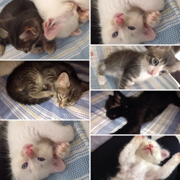 Gato ra a Viralata idade Abaixo de 2 meses nome Ainda nao possui