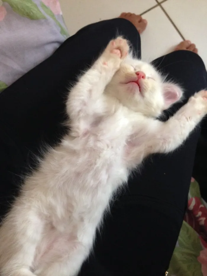 Gato ra a Viralata idade Abaixo de 2 meses nome Ainda nao possui