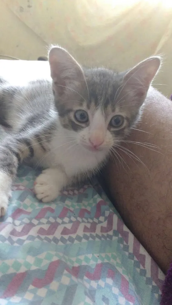 Gato ra a Viralata idade Abaixo de 2 meses nome Ainda nao possui