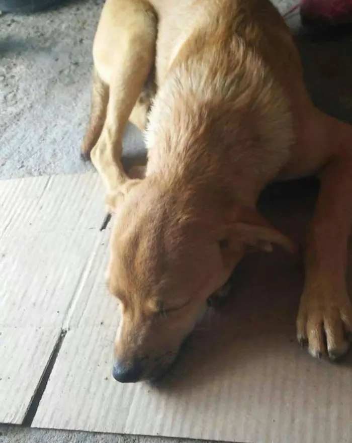 Cachorro ra a sem raça definida idade 2 a 6 meses nome sem nome