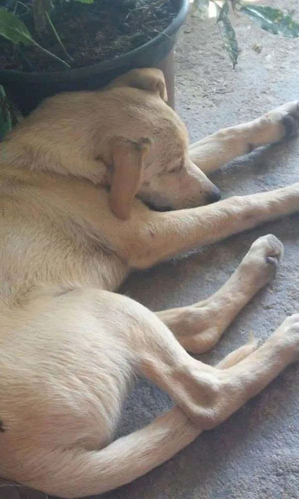 Cachorro ra a sem raça definida idade 2 a 6 meses nome sem nome