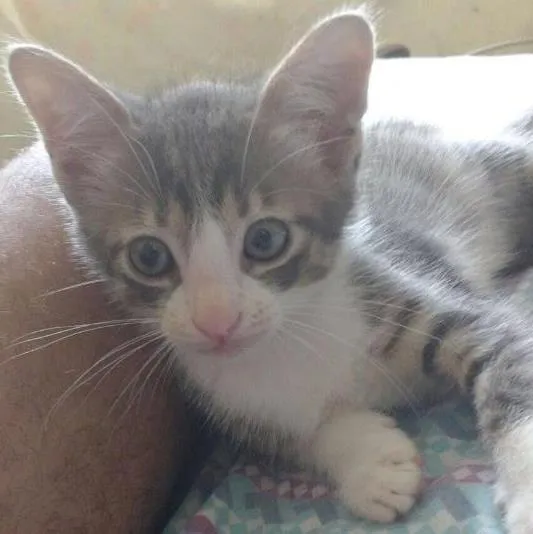 Gato ra a Viralata idade Abaixo de 2 meses nome Ainda nao possui