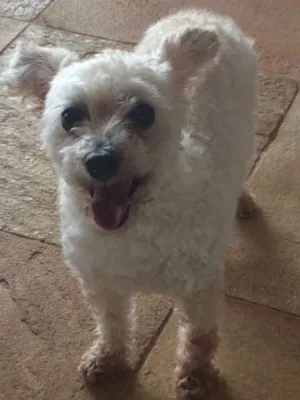 Cachorro raça Poodle  idade 7 a 11 meses nome Meg
