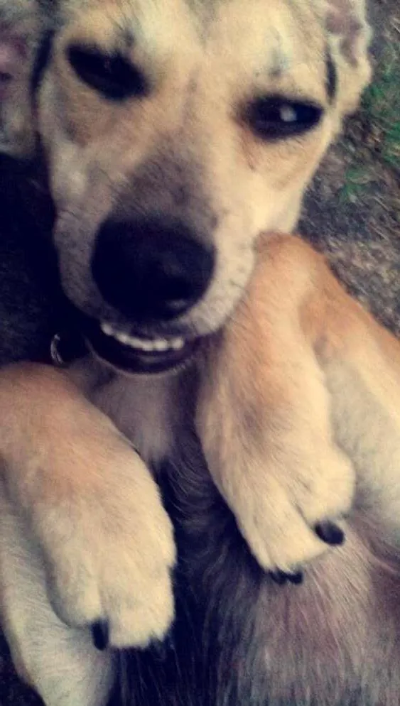 Cachorro ra a Vira lata idade 7 a 11 meses nome Nina